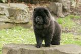 CHOW CHOW 684